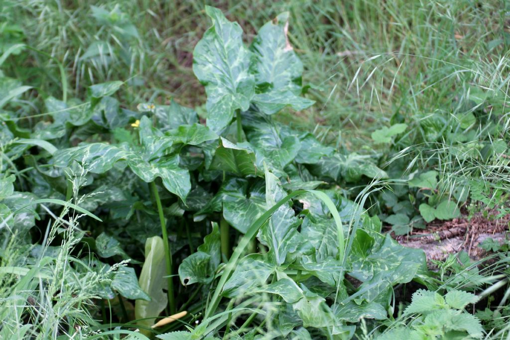 Arum italicum